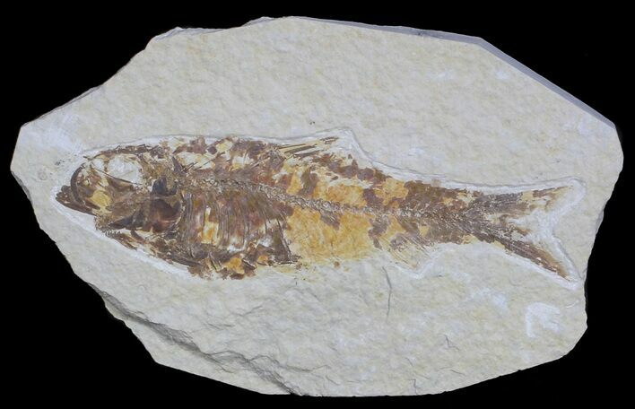 Bargain, Knightia Fossil Fish - Wyoming #59821